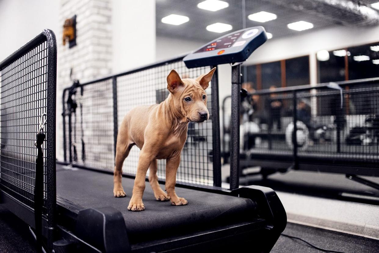 dog on treadmill