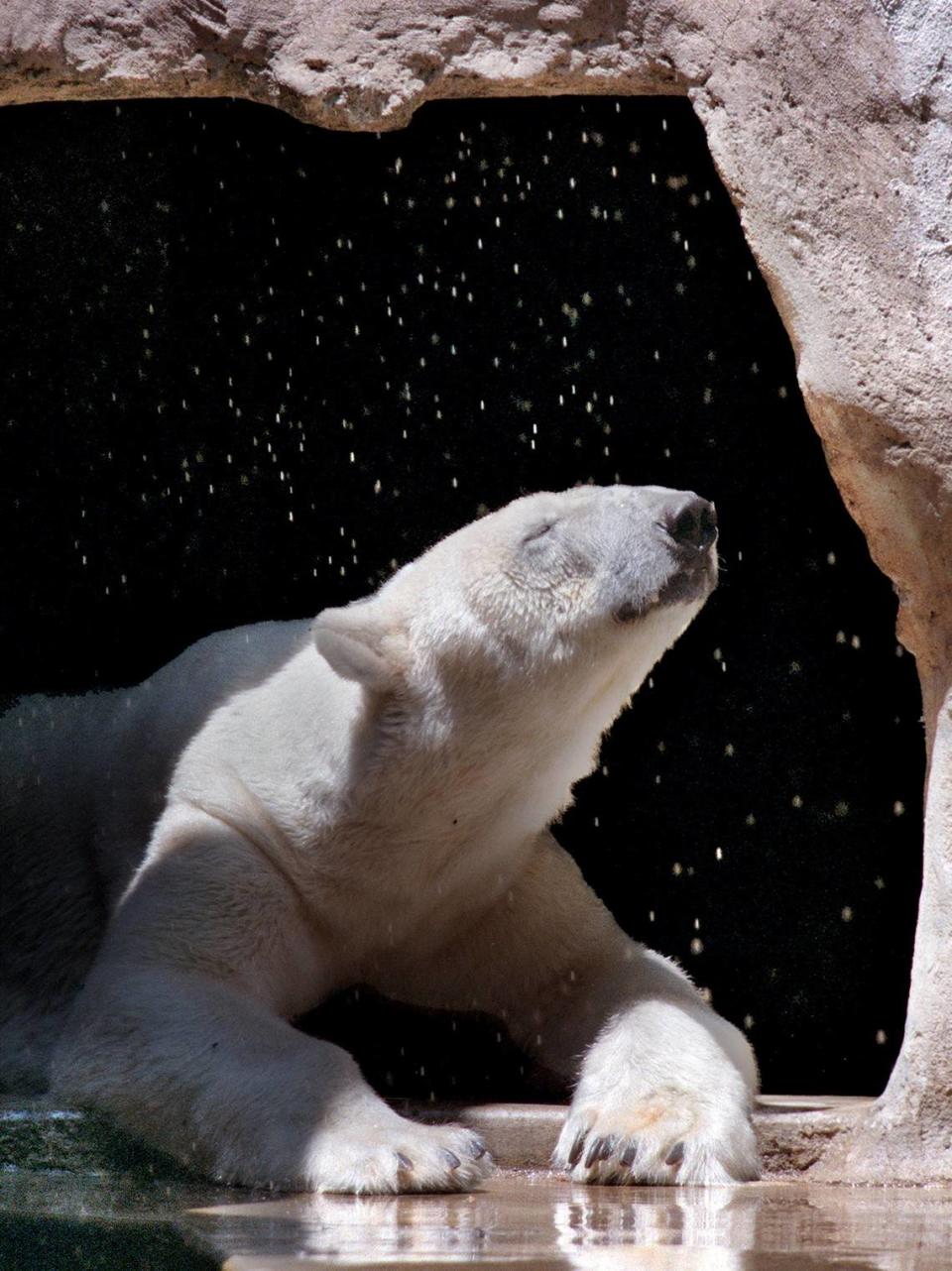 Sacramento Zoo polar bear, Adak, 21, pokes his head out from the comforts of his shaded den to bask in the spray of a sprinkler Monday afternoon on July, 12, 1999.  