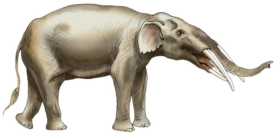 North Florida paleontologists from the Florida Museum of Natural History made a “once-in-a-lifetime” discovery when they found an elephant graveyard of an extinct relative of elephants called gomphotheres.