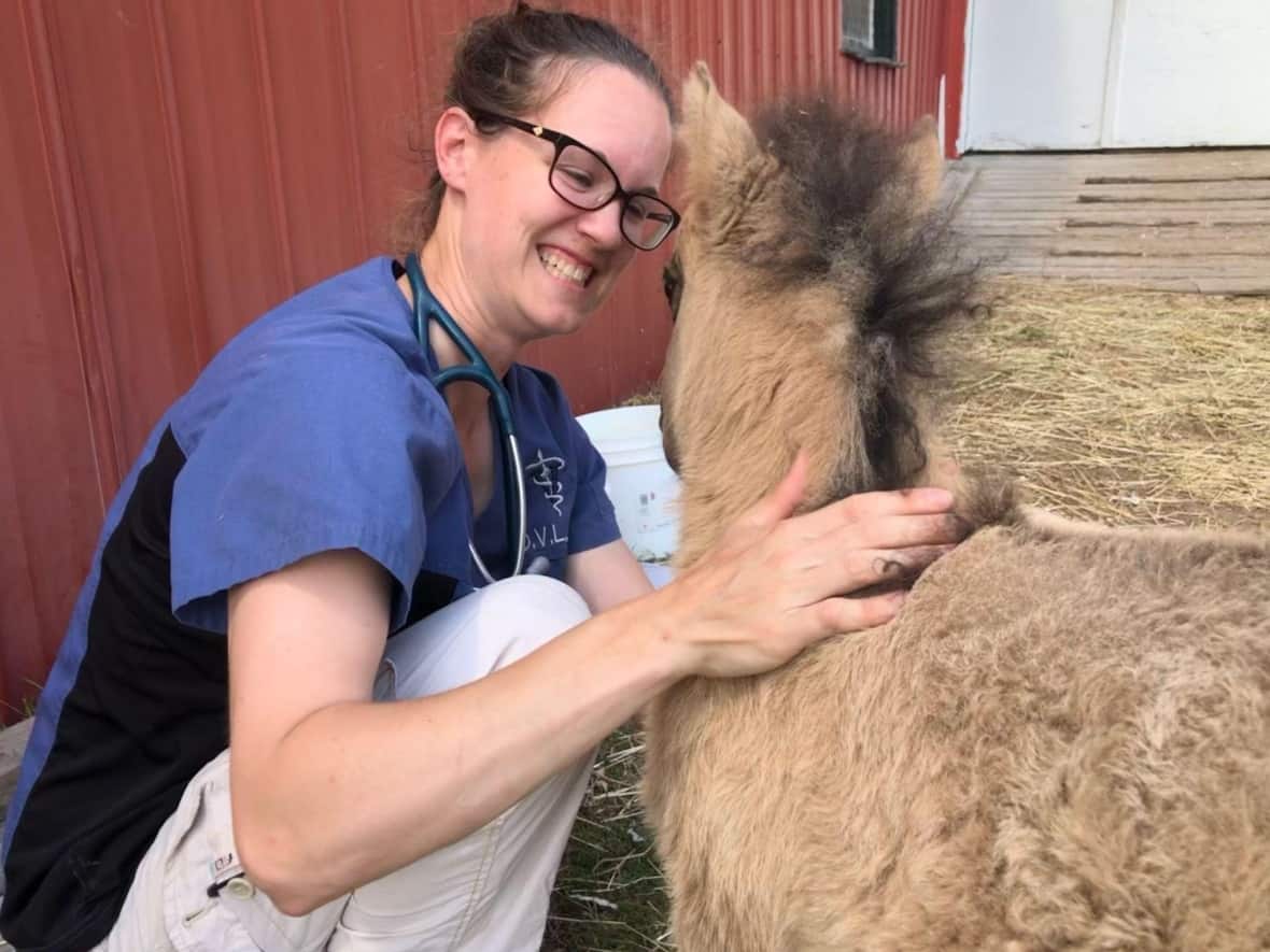 Veterinarian Andrea Kelly does a check up of a miniature horse. Kelly died on July 31, 2022 at the age of 36. (Submitted by Siri Ingebrigtsen - image credit)