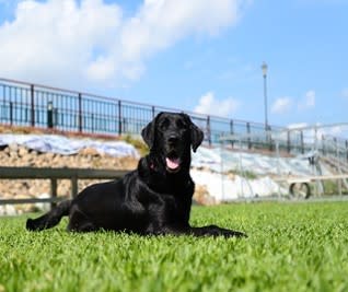 20230208-台灣赴土耳其搜救犬MELODY。（消防署提供）