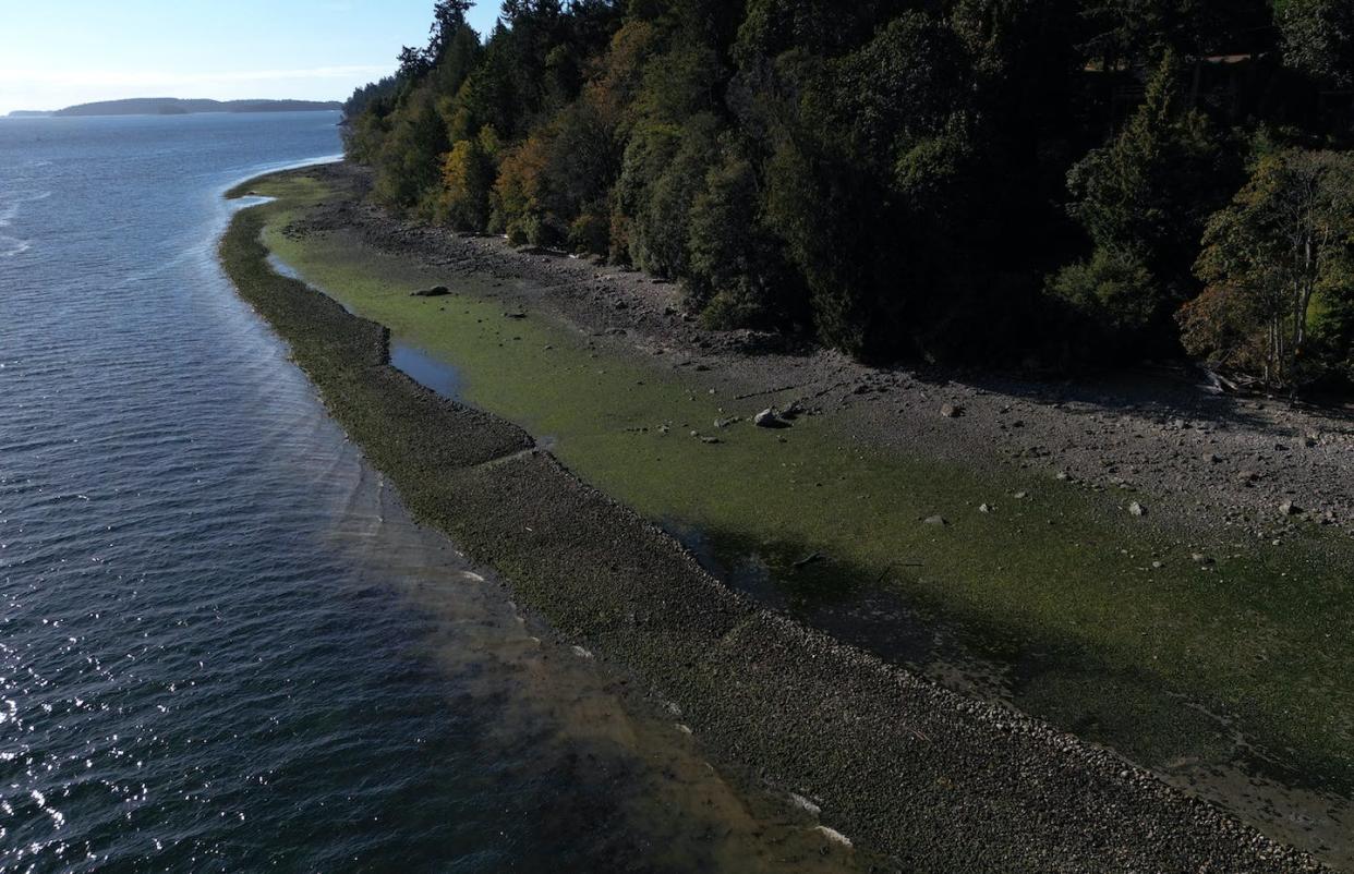 The Fulford Harbour sea garden clam bed was built by First Nations in the Salish Sea near Salt Spring Island, B.C. Despite growing recognition that lands managed by Indigenous Peoples are, on average, more biodiverse, biodiversity conservation has typically marginalized Indigenous Peoples. THE CANADIAN PRESS/Chad Hipolito