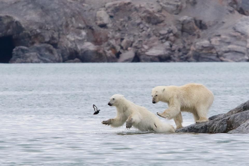 Title: "Ready steady go" Description: A mother polar bear pushes her hesitant young into the water with her leg near the island of Spitzberg in Svalbard, Norway.