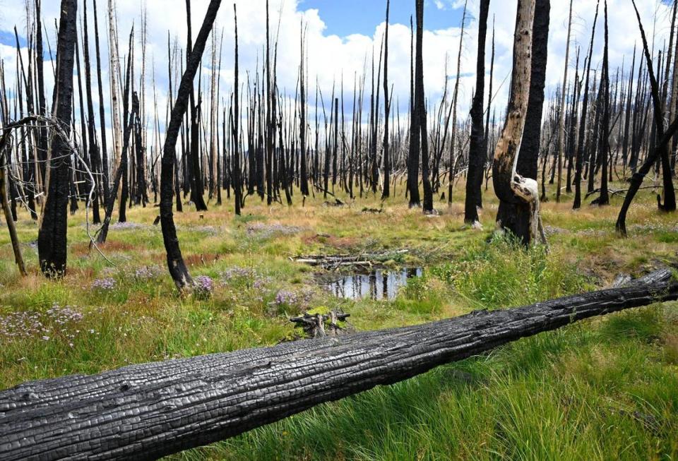 A fallen charred tree trunk is seen at Lower Grouse Meadow, which is showing growth and recovery Wednesday, Aug. 16, 2023.