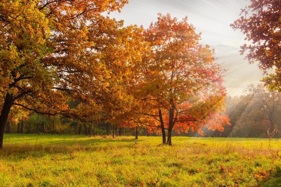 fast growing shade trees northern red oak