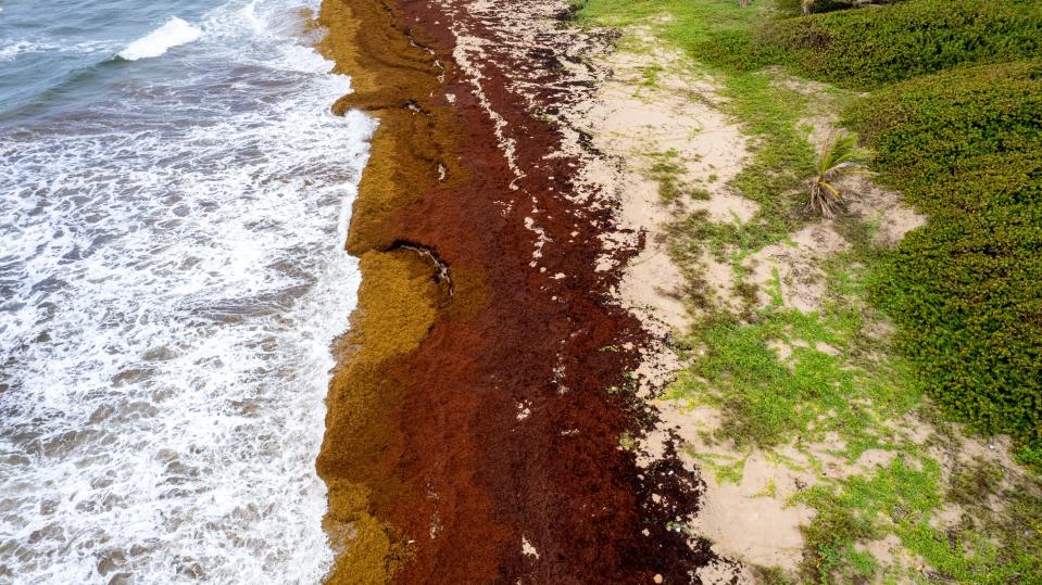 ocean waves crash onto coastline beach covered in red brown algae up to the edge of green vegetation