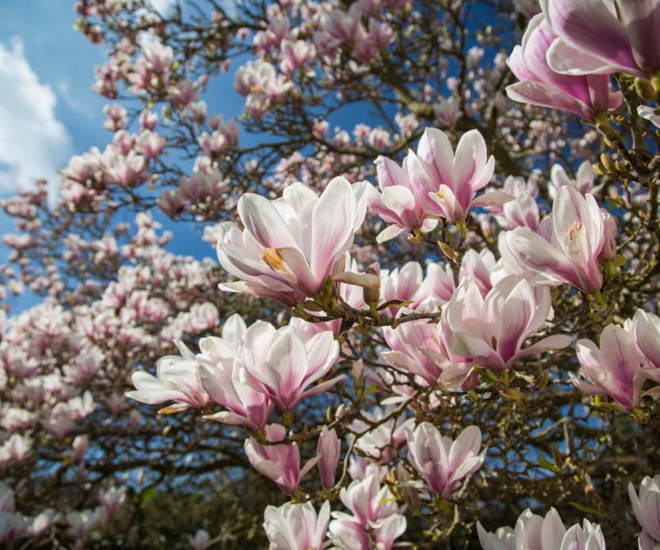 Magnolia tree