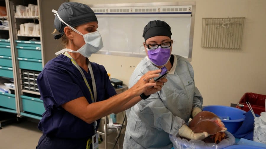 Deana Clapper, associate executive director of Tennessee Donor Services, left, photographs a liver after it was removed from an organ donor on June 15, 2023, in Jackson, Tenn. (AP Photo/Mark Humphrey)