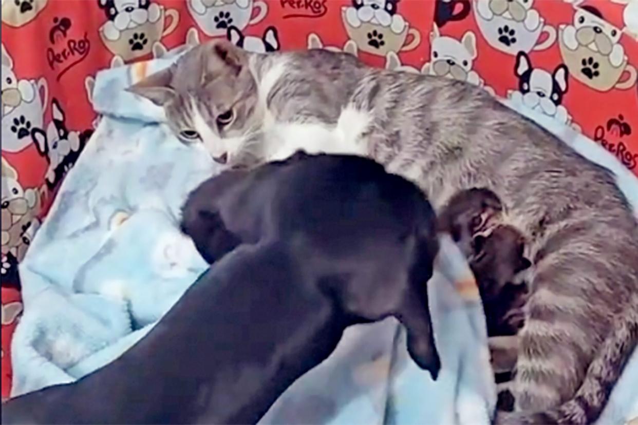 dog tucks in kittens tiktok