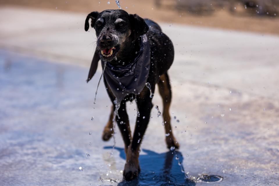 Jack plays at the splash pad at the MUTTS Canine Cantina grand opening on Saturday, May 18, 2024, in the Montecillo community at West El Paso.