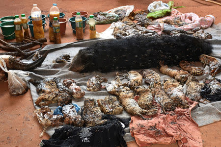 Dead tiger cubs are displayed by Thai officials June 1, 2016. The temple said in a comment on its Facebook page that wildlife authorities had already been aware that the carcasses were in the freezer. Daily News/via REUTERS