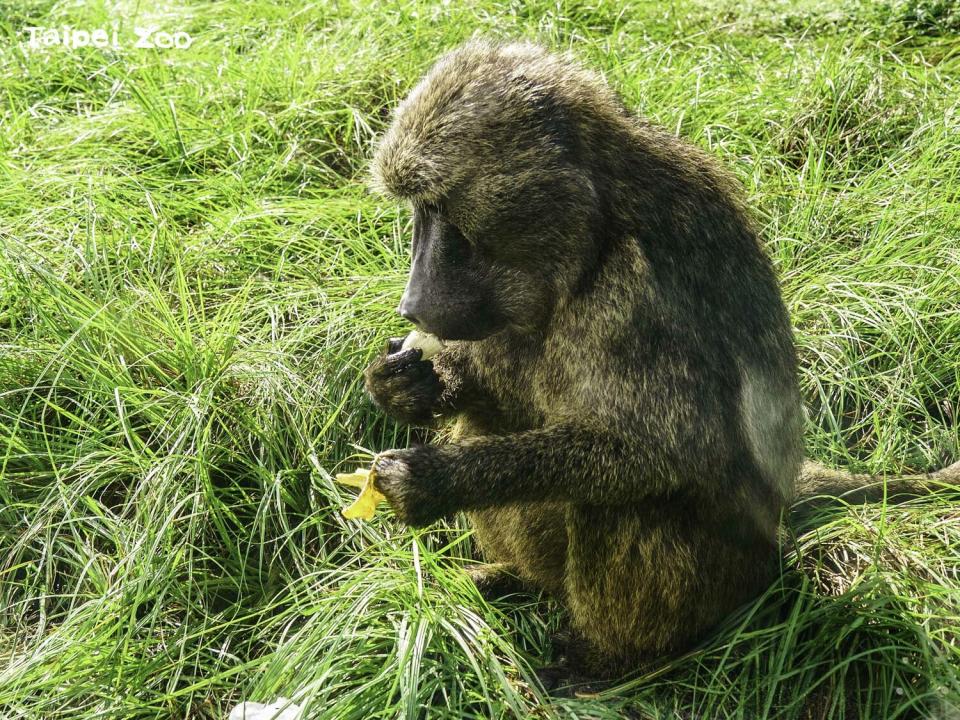 狒狒吃雞母蟲。   圖：台北市立動物園／提供