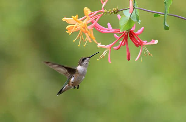 how to draw hummingbirds and flowers