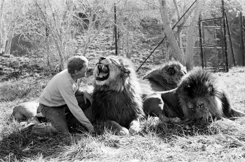 the lions roaring and lounging with Noel sitting closely