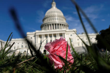 A pink carnation flower laid by activists rests on the West Lawn of the U.S. Capitol in memory of Yemeni children killed by Saudi bombings, in Washington, U.S. March 19, 2018. REUTERS/James Lawler Duggan