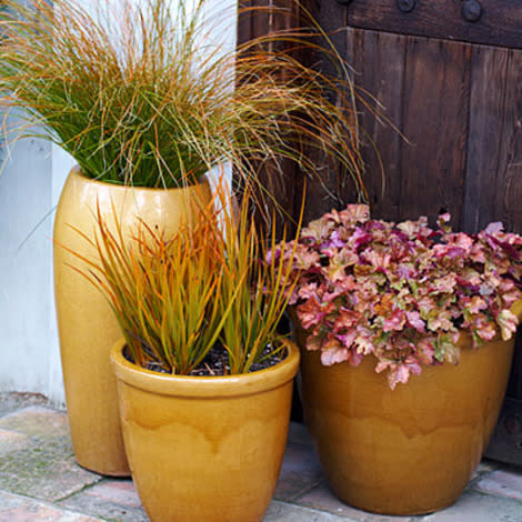 Orange-striped blades of grass