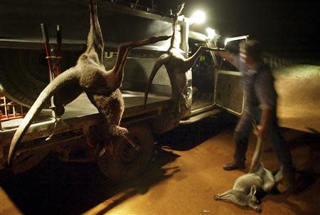 A professional kangaroo shooter drags a kangaroo carcass towards his truck during his nightly hunt near the Australian outback town of Narrandera, located over 600 kilomtres south-west of Sydney in this file picture taken on October 4, 2002. REUTERS/David Gray/Files