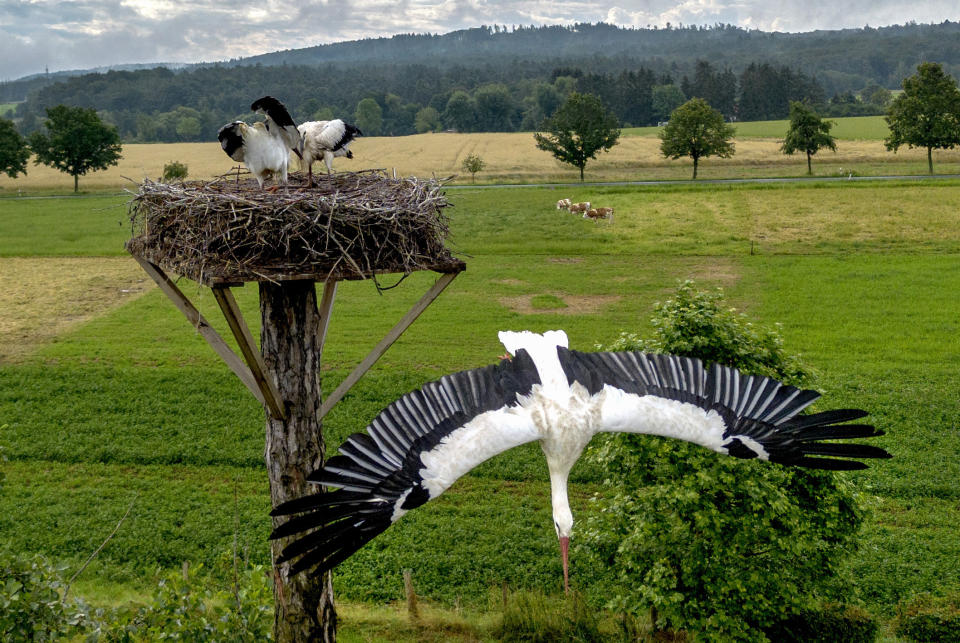 A stork takes flight from its nest on the outskirts of Wehrheim, Germany, July 12, 2024. (AP Photo/Michael Probst, File)