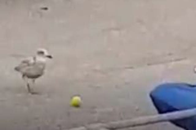 Video shows a seagull caught playing &#39;football&#39; in a carpark