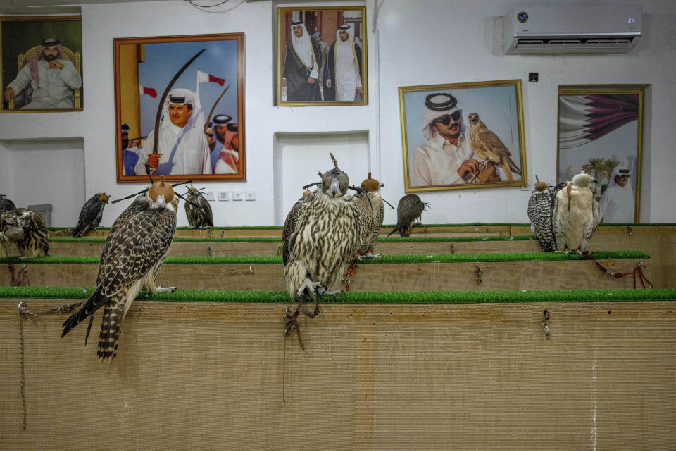 Halcones puestos a la venta en una tienda del distrito Souq Waqif, en Doha, Qatar, el domingo 16 de octubre de 2022. (AP Foto/Nariman El-Mofty)