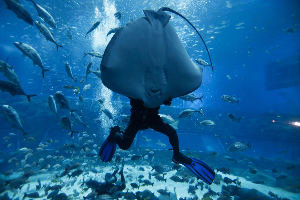 <p>A diver swims with marine animals in an indoor ocean park inside the Wanda Mall, an indoor mall and ocean park of the Wanda Cultural Tourism City or ‘Wanda City’ in the eastern city of Nanchang in Jiangxi Province, China, May 28, 2016. The 200-hectare ‘Wanda City’ includes an outdoor theme park, indoor mall and ocean park, and hotels. Reports have stated that the Wanda Group is working to build theme parks that will rival Disney theme parks. (EPA/ROLEX DELA PENA) </p>