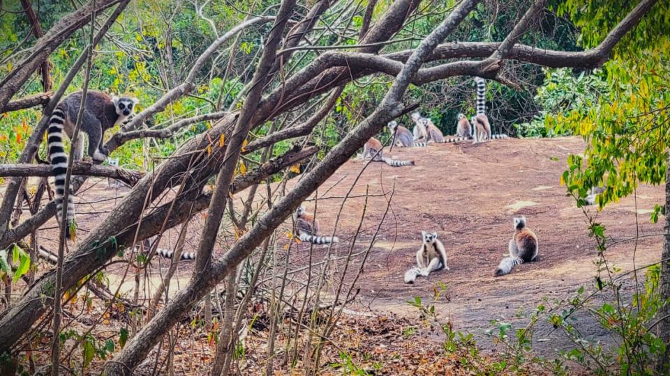 <div class="inline-image__caption"><p>A group of endangered ring-tailed lemurs lounging at the base of the park</p></div> <div class="inline-image__credit">Jody Ray</div>