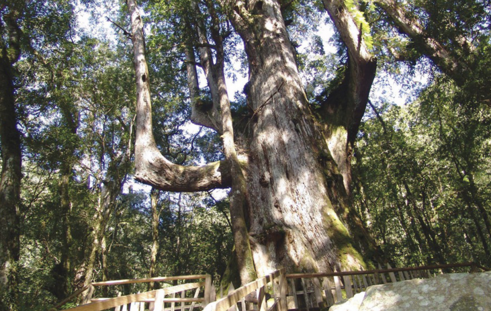 司馬庫斯神木群步道（圖片來源：新竹縣旅遊網）