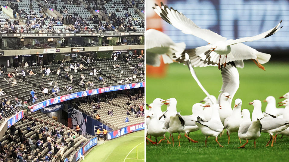 Seagulls, pictured here wreaking havoc on Marvel Stadium during the Western Bulldogs' clash with North Melbourne.