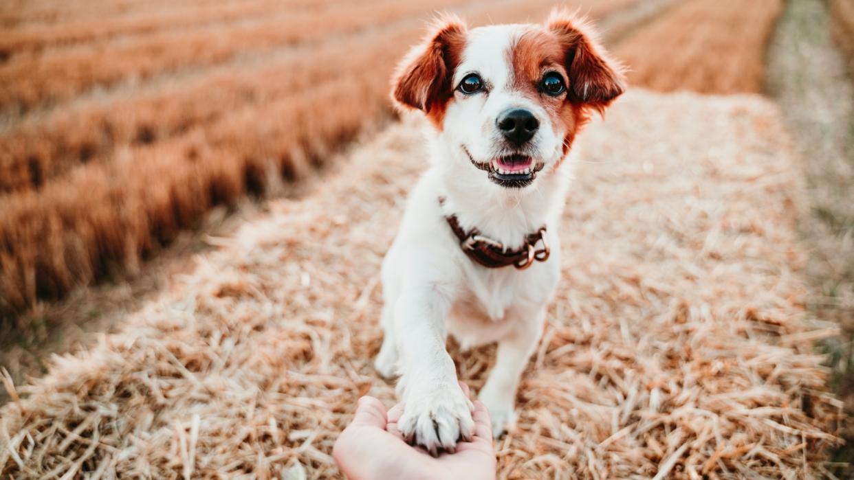  Woman's hand holding paw of dog on straw bale  