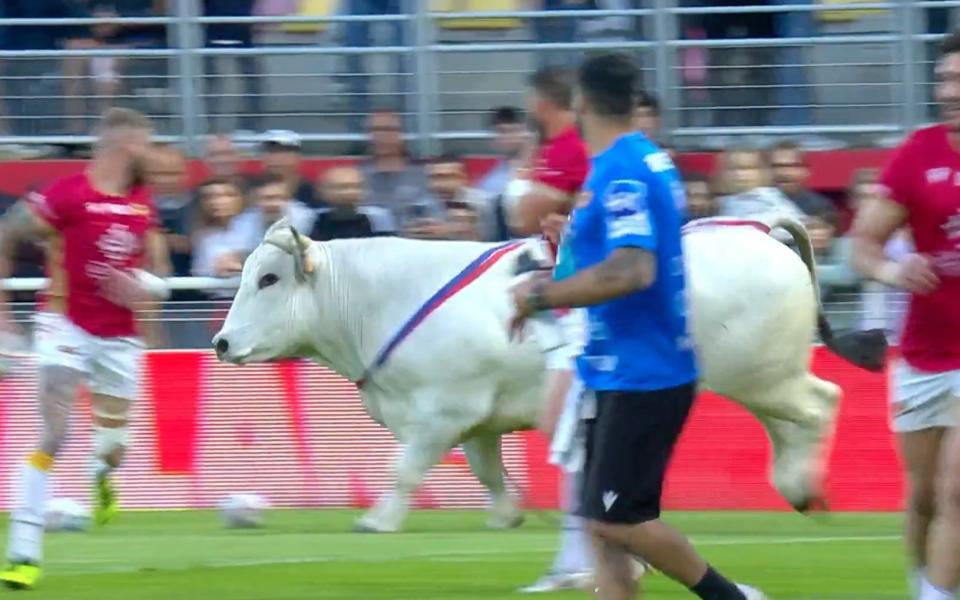 Watch: Rugby League players forced to flee rampaging bull - Sky Sports