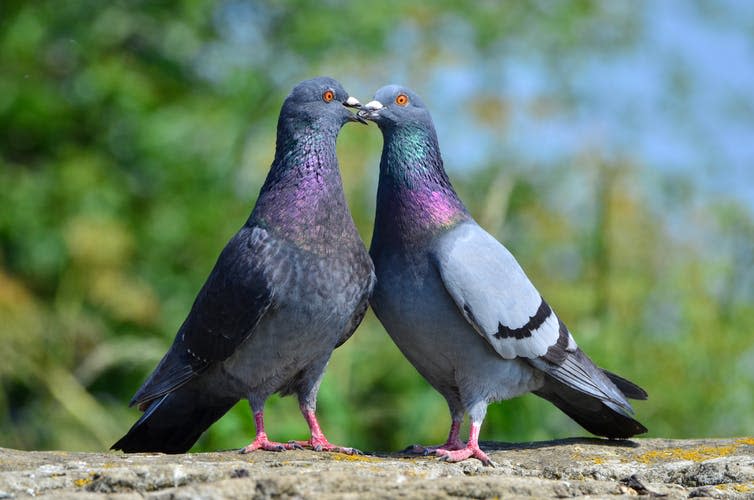 <span class="caption">A couple of ‘feral’ pigeons.</span> <span class="attribution"><a class="link " href="https://www.shutterstock.com/image-photo/kissing-pigeons-feral-pigeon-columba-livia-450837580?src=IKiRrDIwf2Ajt7OoSaLbuQ-1-8" rel="nofollow noopener" target="_blank" data-ylk="slk:Cristian Gusa/Shutterstock;elm:context_link;itc:0;sec:content-canvas">Cristian Gusa/Shutterstock</a></span>