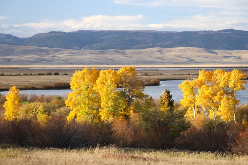 Mature aspen trees with leaves in full autumn gold color shimmer in the wind next to Upper Red Rock Lake at Red Rock Lakes National Wildlife Refuge. Photo by Cortez Rohr/USFWS.
