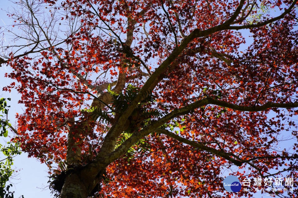 楓紅是馬那邦山最知名景色，每年當第一波寒流抵達後，馬那邦山楓葉部分轉紅，開啟了賞楓熱潮。（圖/記者王丰禾攝）