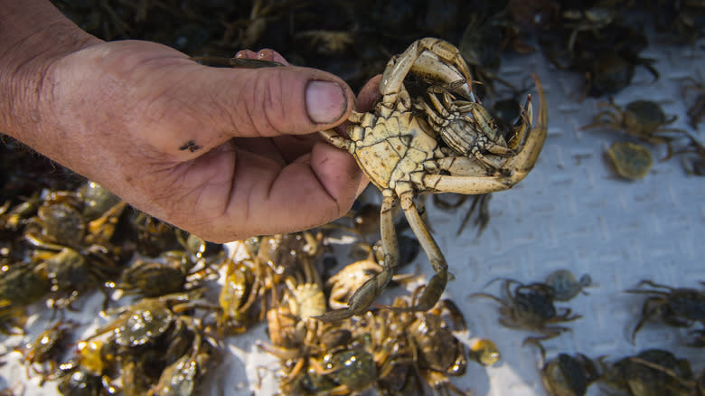 Fisherman holding a crab