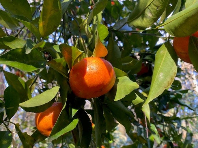 Many citrus varieties come into season in the winter, such as tangerines.