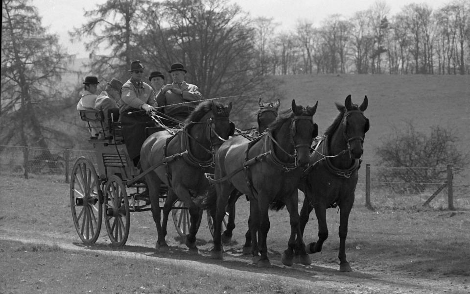 The late Duke of Edinburgh driving the Queen's team of thoroughbred Cleveland Bays