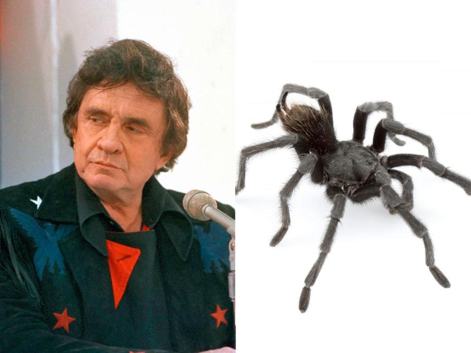 A side-by-side image of Johnny Cash next to a microphone and the Aphonopelma johnnycashi tarantula.