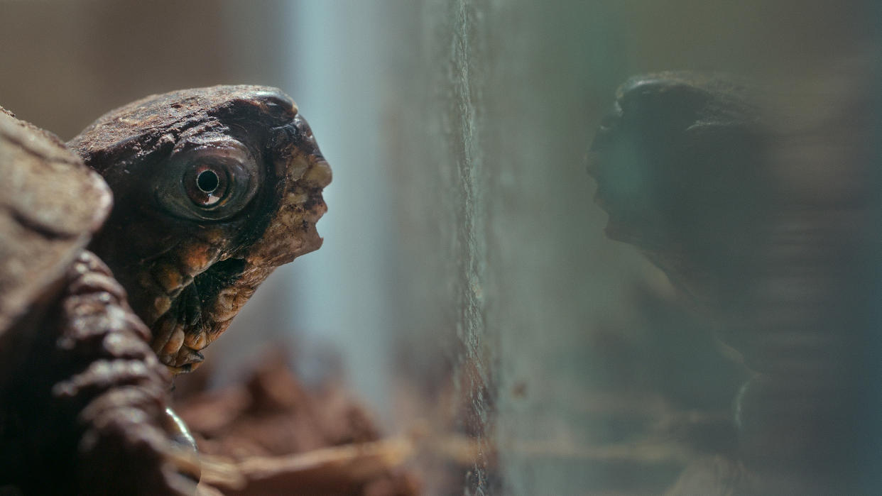 Snowy the turtle is the star of a short film by Alex Wolf Lewis and Kaitlyn Schwalje