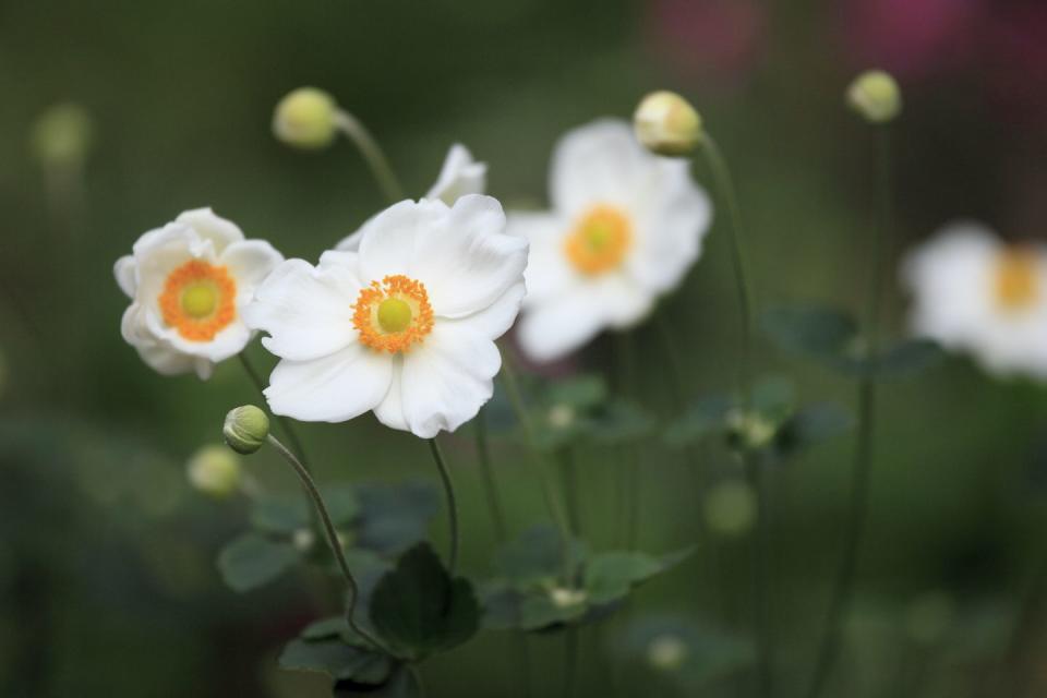 8) Japanese anemones