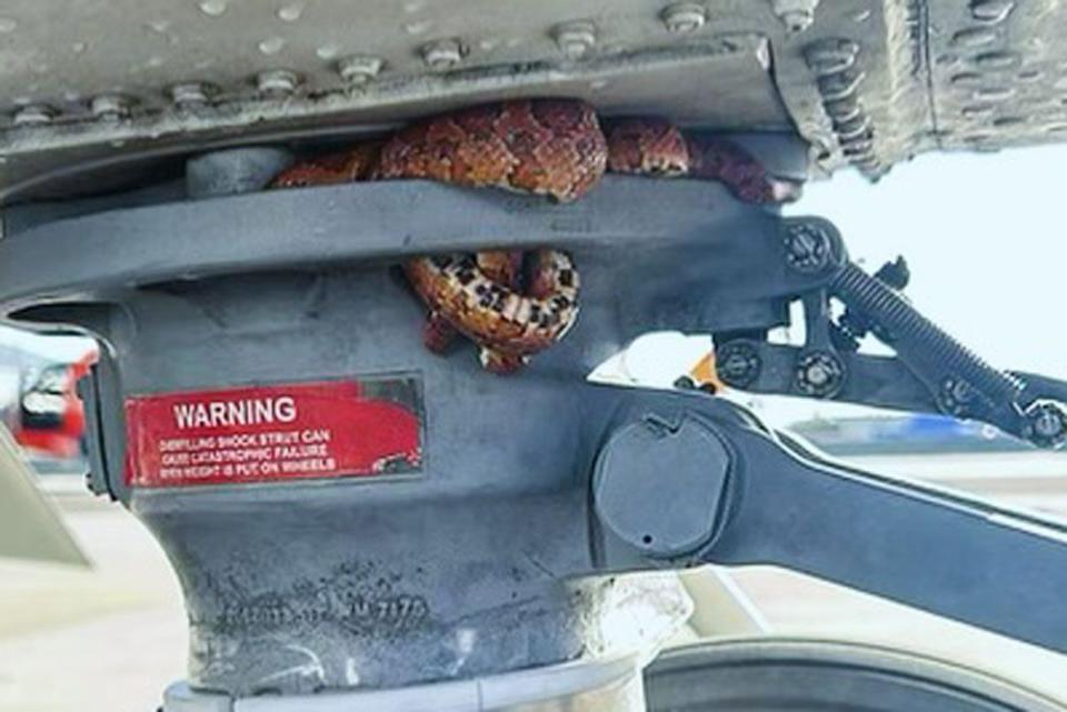 <p> U.S. Coast Guard Air Station Clearwater</p> The corn snake found wrapped around the rear wheel of a helicopter at U.S. Coast Guard Air Station Clearwater