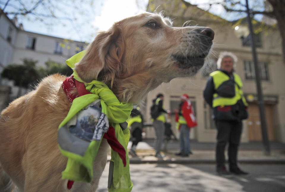 FILE - In this April 13, 2019 file photo, a dog wears a yellow vest during a demonstration in Paris. Several hundreds of people gathered in Paris for the twenty-second Saturday of protests. France's yellow vest protesters remain a force to be reckoned with five months after their movement started, and as President Emmanuel Macron announces his responses to their grievances. It includes people across political, regional, social and generational divides angry at economic injustice and the way President Emmanuel Macron is running France. (AP Photo/Christophe Ena, FILE)