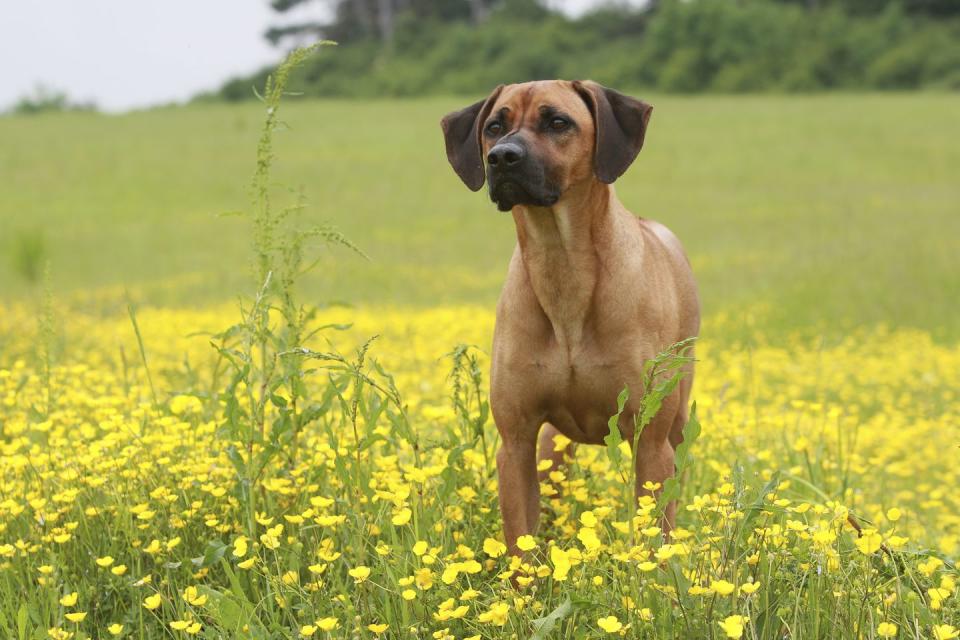 <p>Dignified and even-tempered, the breed is also known as the African lion hound due to its original purpose. Today, ridgebacks are intelligent family protectors and hunting partners. The namesake "ridgeback" appears where the hair grows forward along the spine.</p>