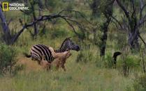 Dopo lunga caccia una leonessa riesce ad uccidere una zebra per nutrire i suoi cuccioli (courtesy Edward Peach/National Geographic Your Shot)<br><br> <a href="http://it.notizie.yahoo.com/foto/le-migliori-foto-del-national-geographic-1325692018-slideshow/" data-ylk="slk:Guarda altre immagini del National Geographic;elm:context_link;itc:0;sec:content-canvas;outcm:mb_qualified_link;_E:mb_qualified_link;ct:story;" class="link  yahoo-link">Guarda altre immagini del National Geographic</a><br> <br> <a href="http://it.notizie.yahoo.com/foto/lo-spettacolo-della-natura-ottobre-1320393161-slideshow/national-geographic-ragnatela-photo-1320393037.html" data-ylk="slk:Guarda lo spettacolo della natura di ottobre;elm:context_link;itc:0;sec:content-canvas;outcm:mb_qualified_link;_E:mb_qualified_link;ct:story;" class="link  yahoo-link">Guarda lo spettacolo della natura di ottobre</a><br> <br> <a href="http://it.notizie.yahoo.com/foto/lo-spettacolo-della-natura-1317657282-slideshow/" data-ylk="slk:Guarda lo spettacolo della natura di settembre;elm:context_link;itc:0;sec:content-canvas;outcm:mb_qualified_link;_E:mb_qualified_link;ct:story;" class="link  yahoo-link">Guarda lo spettacolo della natura di settembre</a>
