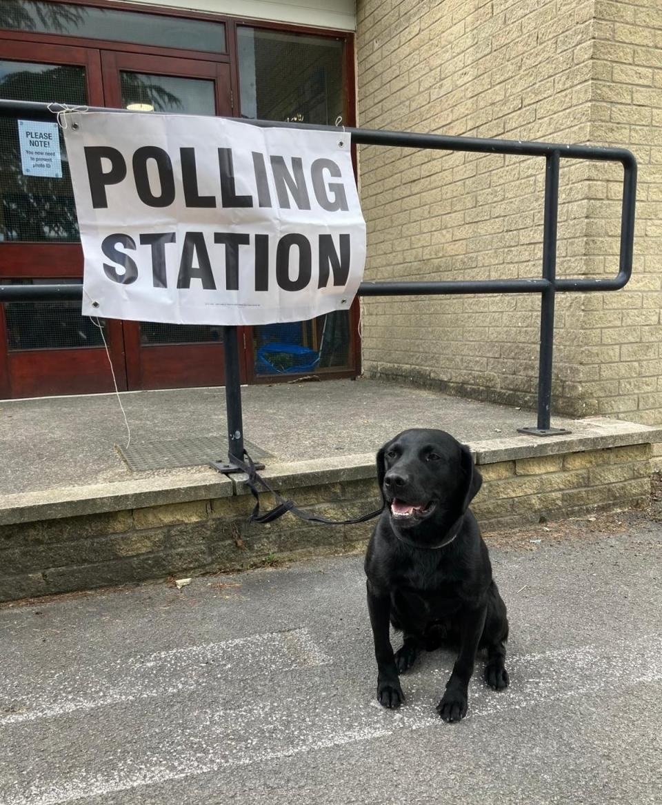 Teddy at the polling station in Sutton, west Yorkshire (User submitted)