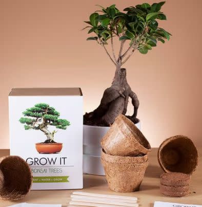 This grow your own Bonsai tree kit that's super easy to do