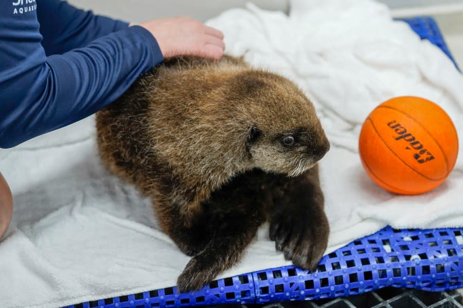 Tracy Deakins grooms an eight-week-old sea otter rescued from Seldovia, Alaska, in his enclosure at Shedd Aquarium Wednesday, Dec. 6, 2023, in Chicago. The otter was found alone and malnourished and was taken to the Alaska SeaLife Center in Seward, Alaska, which contacted Shedd, and the Chicago aquarium was able to take the otter in. He will remain quarantined for a few months while he learns to groom and eat solid foods before being introduced to Shedd’s five other sea otters. (AP Photo/Erin Hooley)