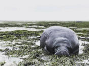 <p><strong>Manatee County</strong><br> This photo provided by Michael Sechler shows a stranded manatee in Manatee County, Fla., Sept. 10, 2017. The mammal was stranded after waters receded from the Florida Bay as Hurricane Irma approached. (Photo: Michael Sechler via AP) </p>