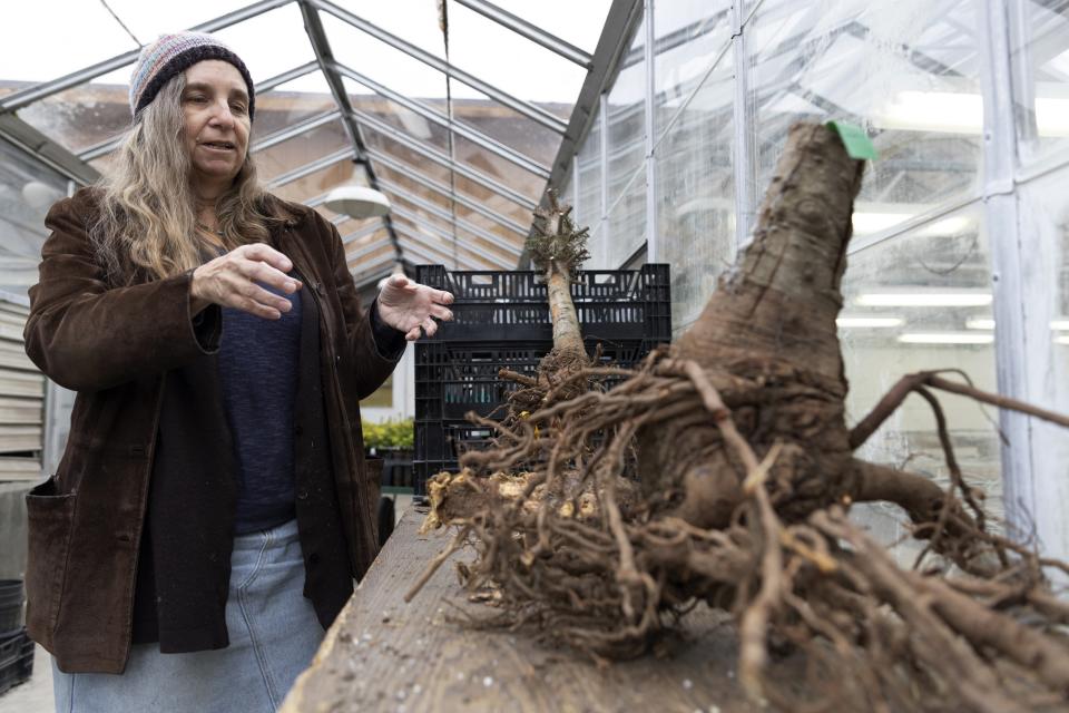 Plant Pathology Researcher Marianne Elliott talks about the effects of the fungus Armillaria and Phytophthora on tree stump samples taken from Christmas tree farms to determine possible climate-related mortality at the Washington State University Puyallup Research and Extension Center on Thursday, Nov. 30, 2023, in Puyallup, Wash. (AP Photo/Jason Redmond)