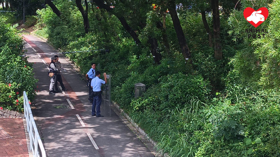 今早11時許有野豬被指咬傷一少年和撞傷一女子，漁護署及警員到場捕捉。