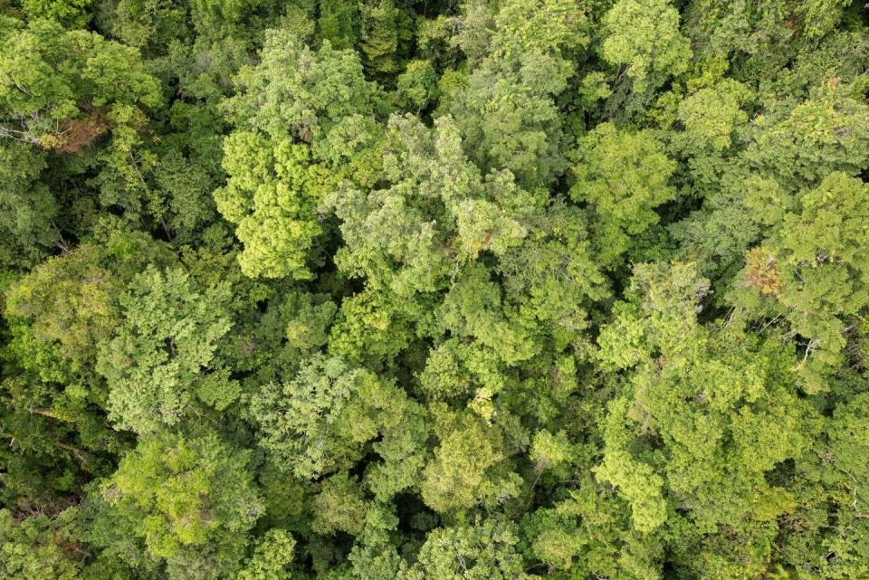 <span class="caption">Climate change is making the air ‘thirstier’, taking more water from trees by evaporation.</span> <span class="attribution"><span class="source">Alexander Schenkin</span>, <span class="license">Author provided</span></span>